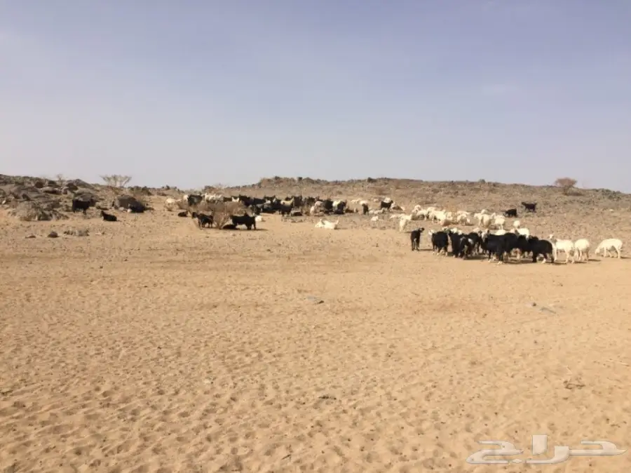 ضان ومعزا للبيع مهد الذهب  (image 11)