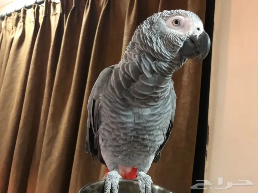 ببغاء كاسكو افريقي  (image 2)