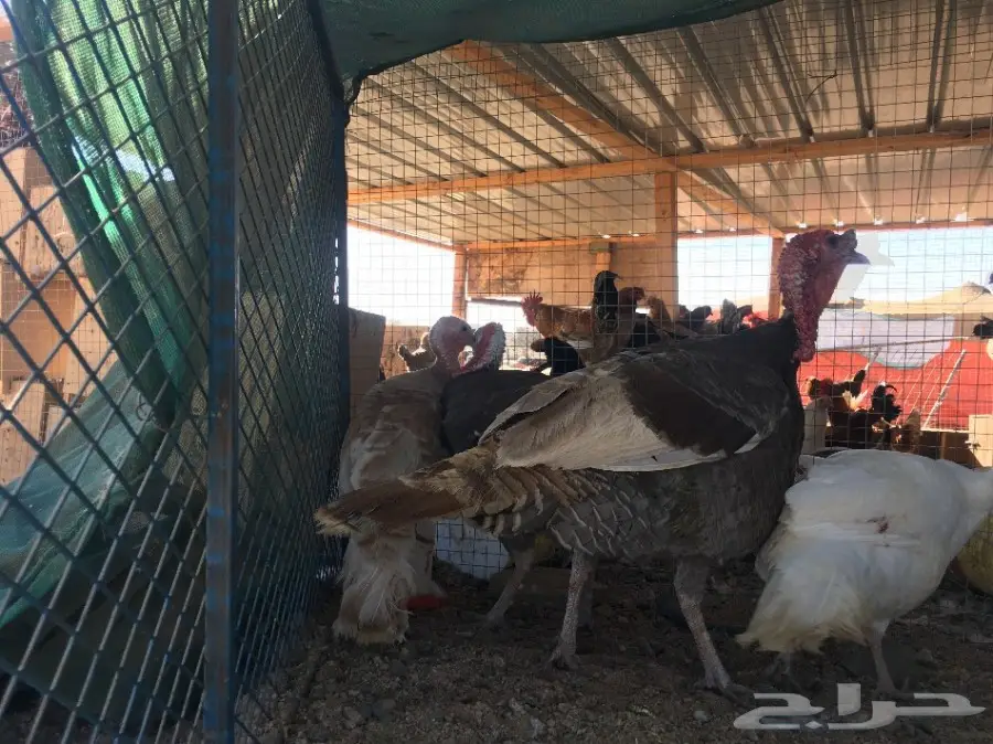 دجاج رومي احجامه طيبه 