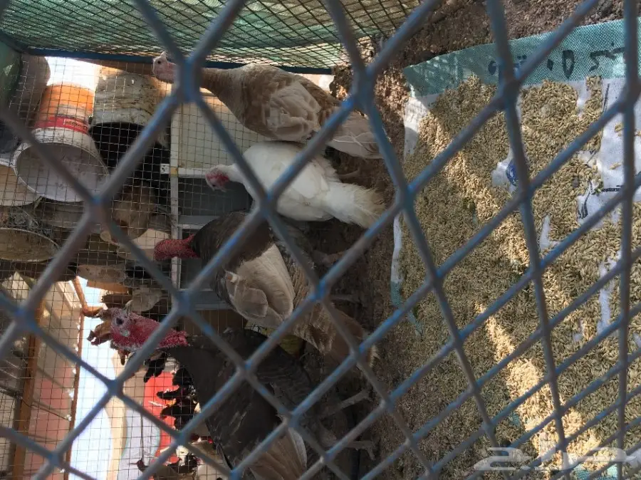 دجاج رومي احجامه طيبه  (image 3)