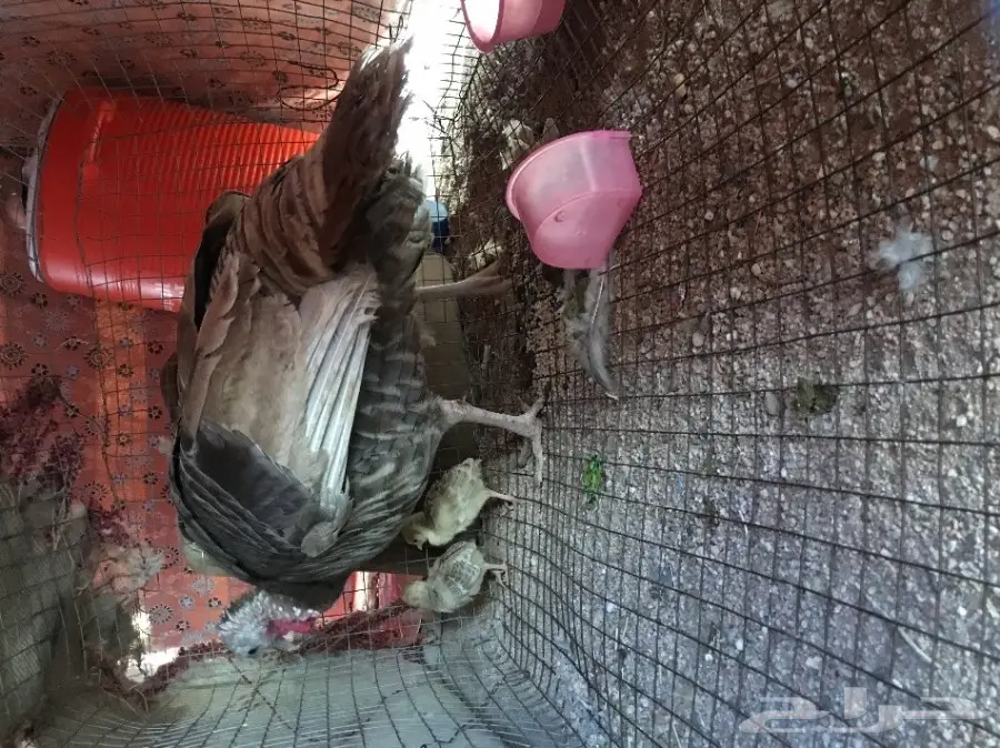 دجاج رومي احجامه طيبه  (image 4)