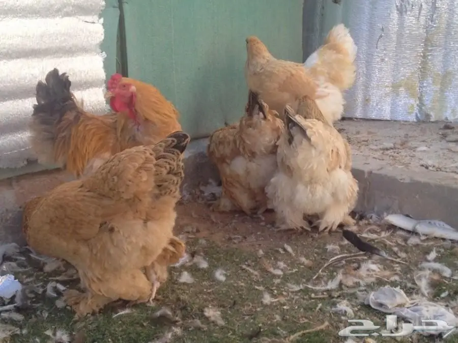 للبيع صوص براهما سلالة خوارج 