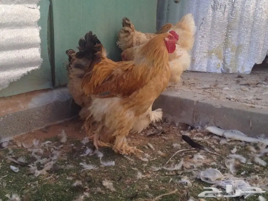 للبيع صوص براهما سلالة خوارج  (image 1)