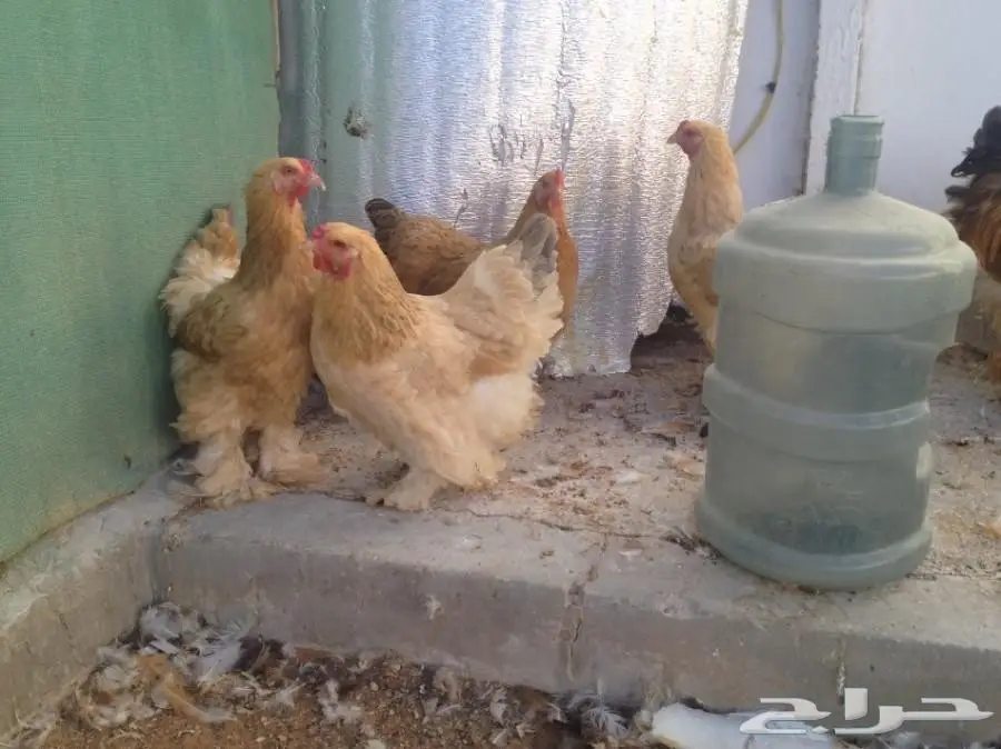 للبيع صوص براهما سلالة خوارج  (image 2)