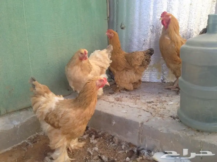 للبيع صوص براهما سلالة خوارج  (image 3)