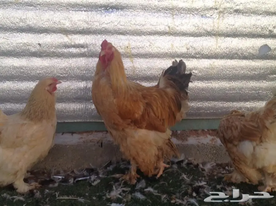 للبيع صوص براهما سلالة خوارج  (image 4)