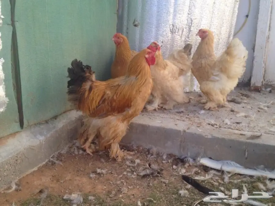 للبيع صوص براهما سلالة خوارج  (image 5)