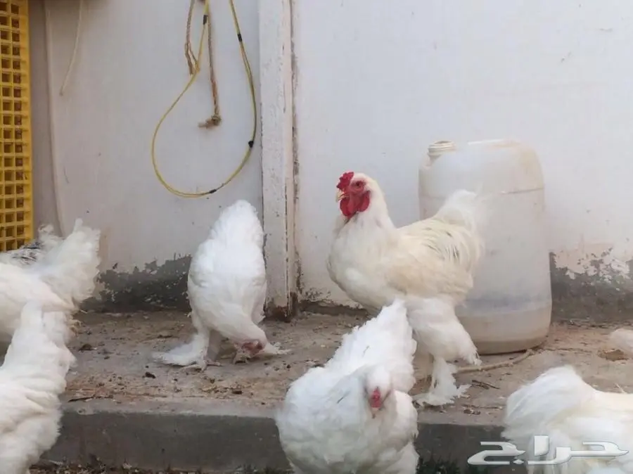 للبيع صوص براهما سلالة خوارج  (image 6)