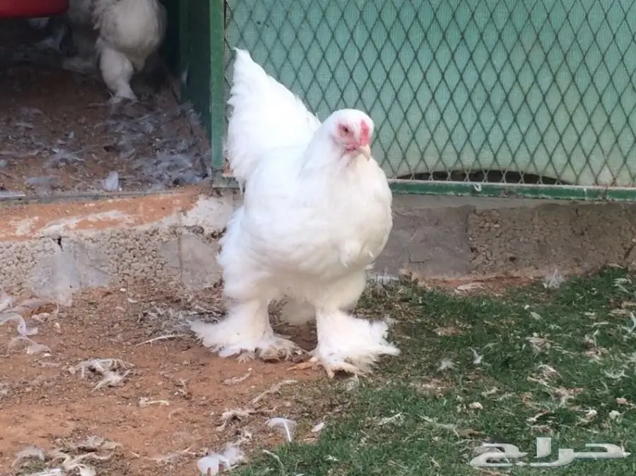 للبيع صوص براهما سلالة خوارج  (image 7)