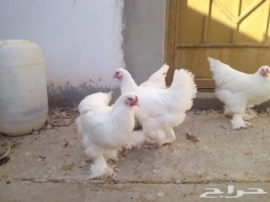 للبيع صوص براهما سلالة خوارج  (image 8)