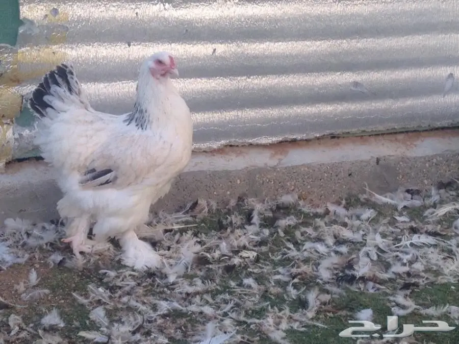 للبيع صوص براهما سلالة خوارج  (image 9)