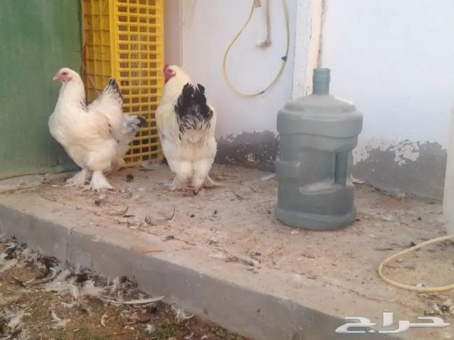 للبيع صوص براهما سلالة خوارج  (image 10)