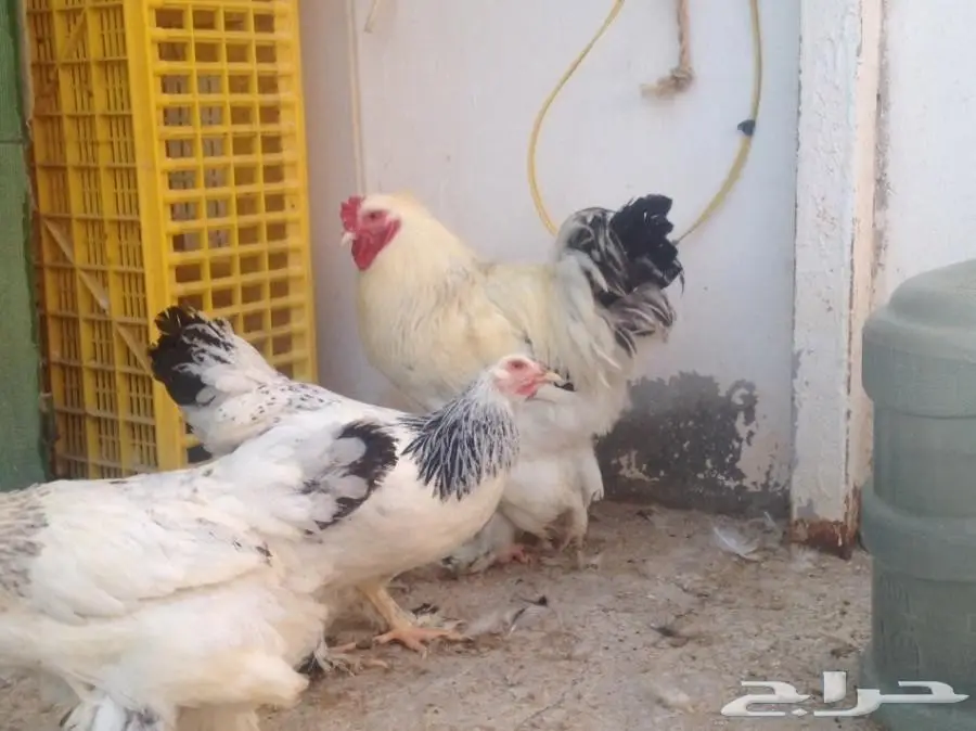 للبيع صوص براهما سلالة خوارج  (image 11)