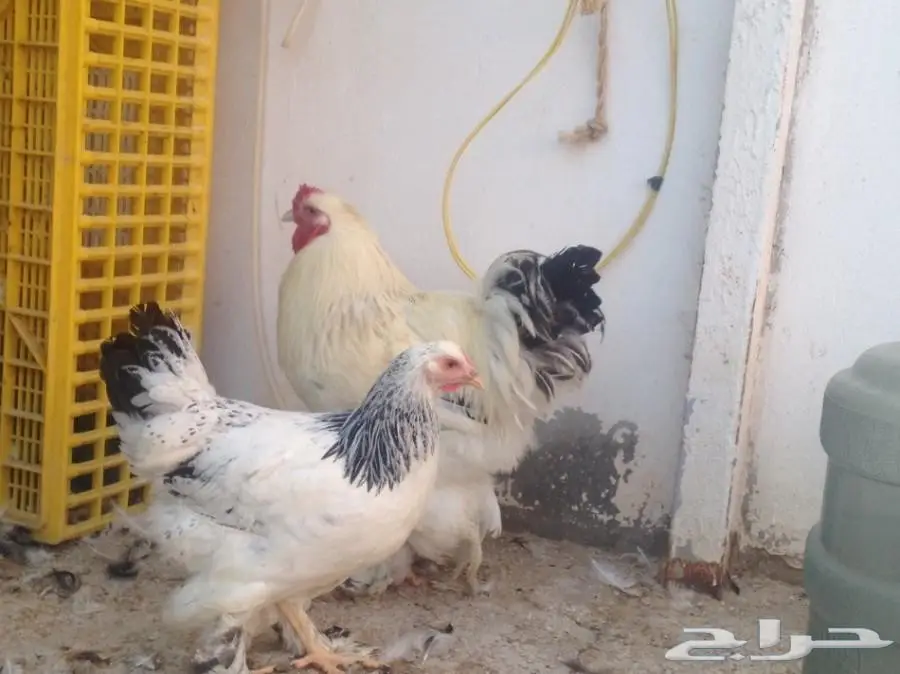 للبيع صوص براهما سلالة خوارج  (image 12)