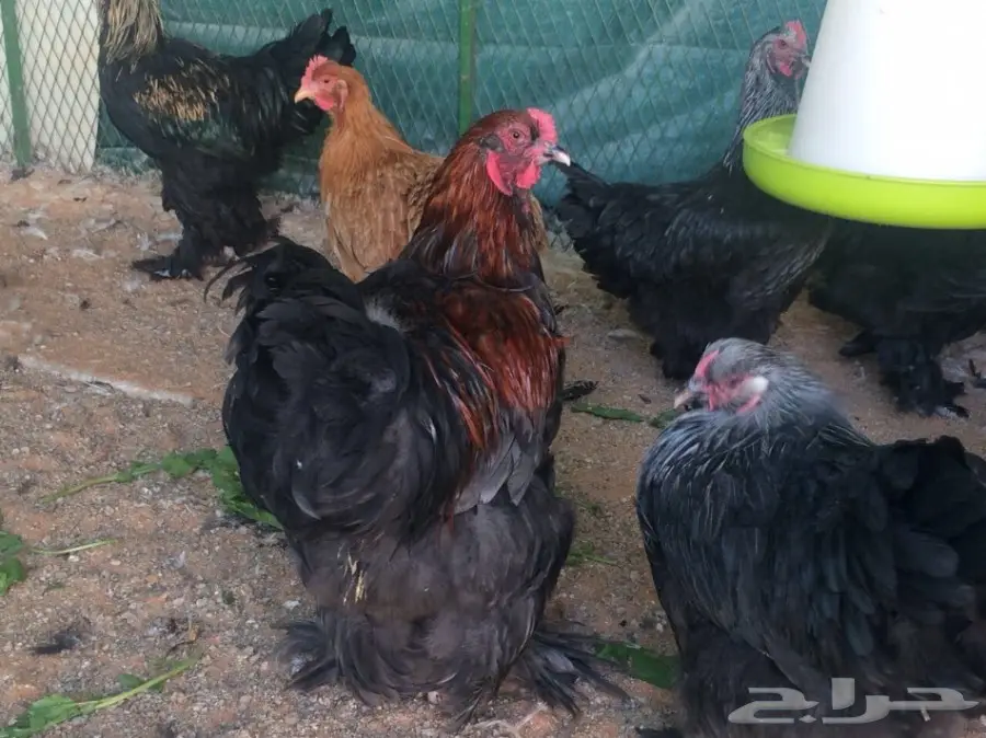 للبيع صوص براهما سلالة خوارج  (image 15)