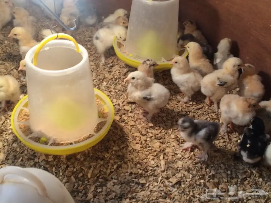 للبيع صوص براهما سلالة خوارج  (image 18)