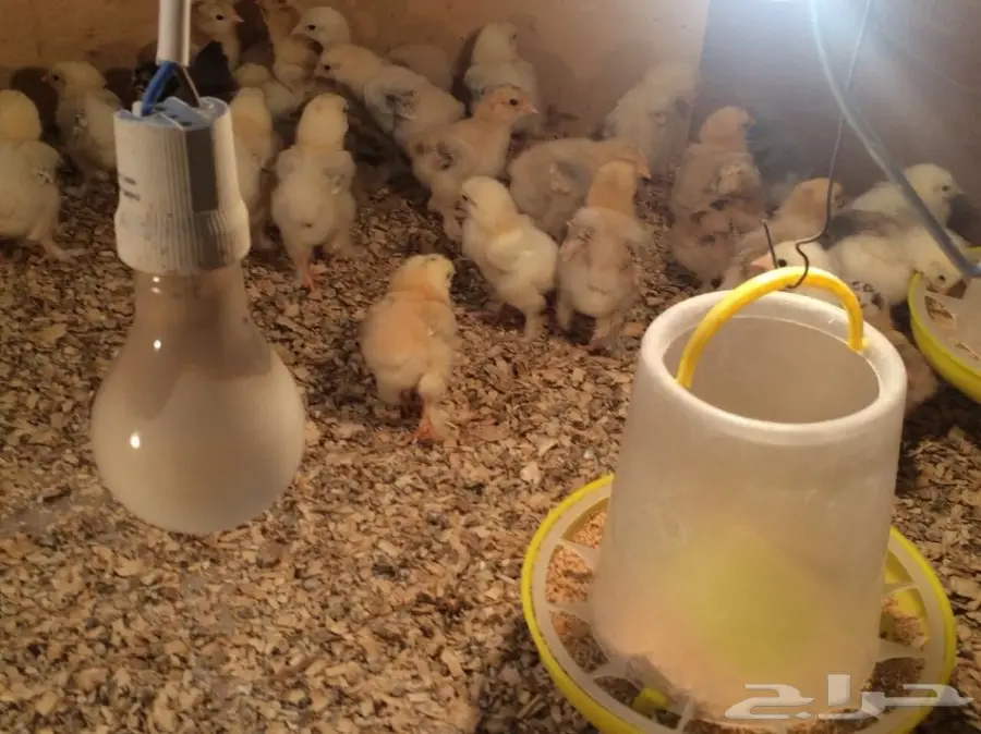 للبيع صوص براهما سلالة خوارج  (image 19)