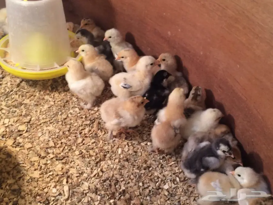 للبيع صوص براهما سلالة خوارج  (image 20)