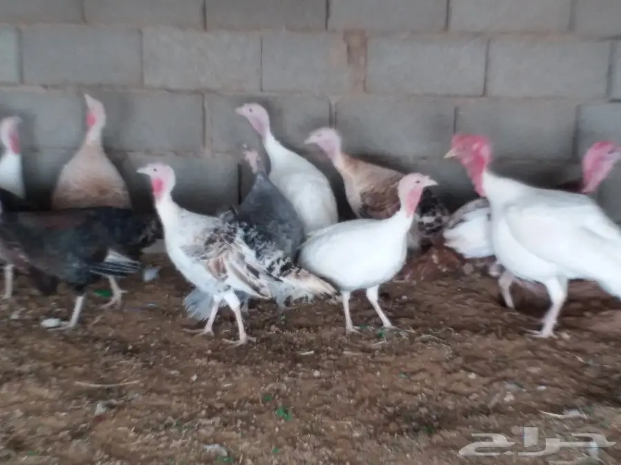 دجاج  رومي  (image 1)