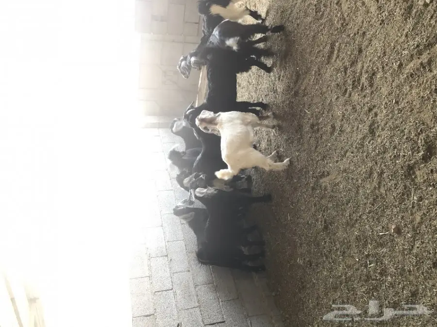 تيوس وجفار عارضيات للبيع لاعلى سوم (image 9)