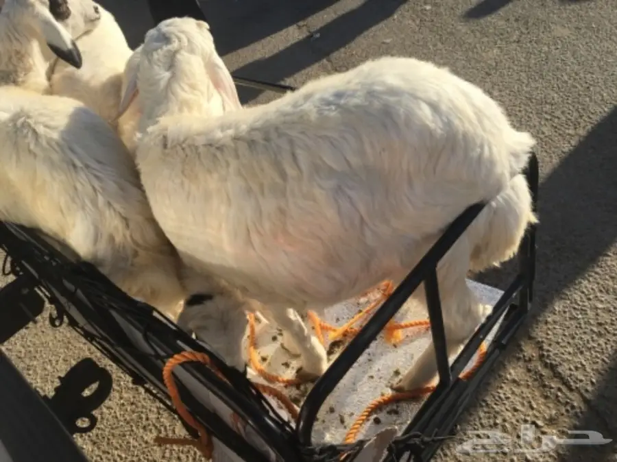 ثلاث رخال طيبات 