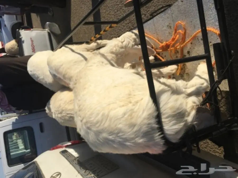 ثلاث رخال طيبات  (image 1)