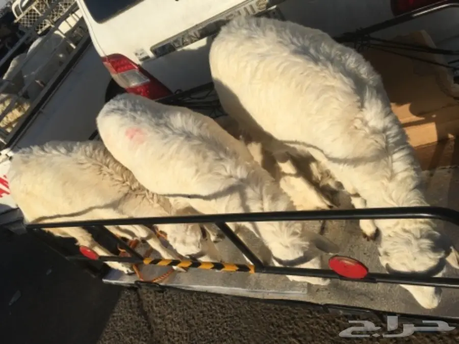 ثلاث رخال طيبات  (image 2)