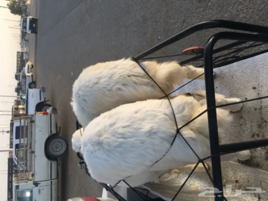 ثلاث رخال طيبات  (image 3)