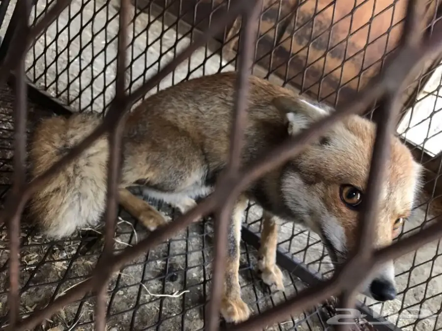 ثعلب((حصني))للبيع (image 3)