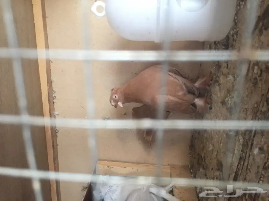 جوز كرنقو  (image 4)