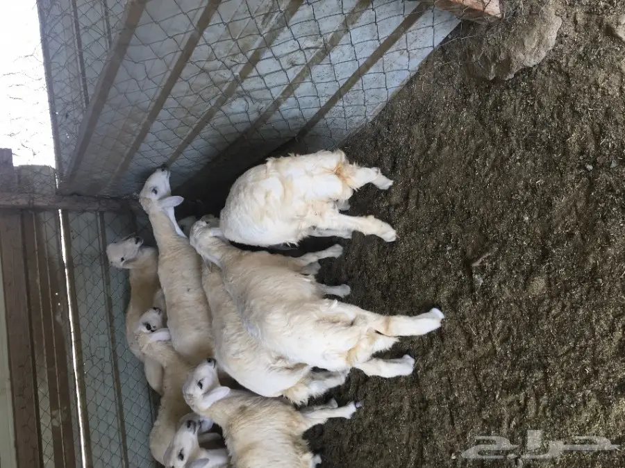 طليان حري العدد 15 بسعر طيب (image 1)