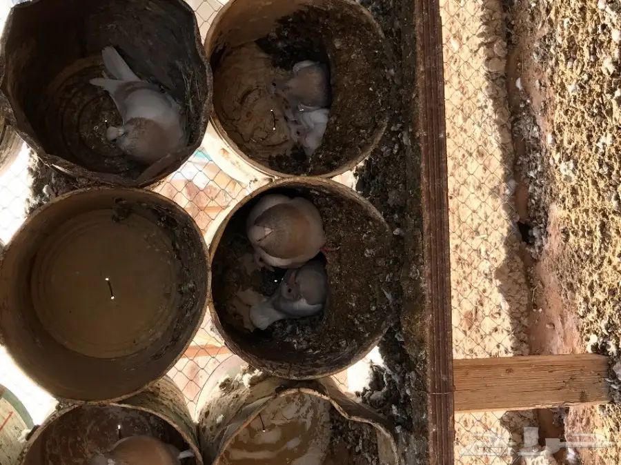 حمام زاجل  (image 1)