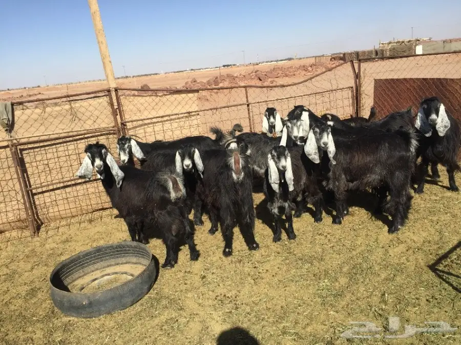 18 عنز مواليد ودفيع للبيع 