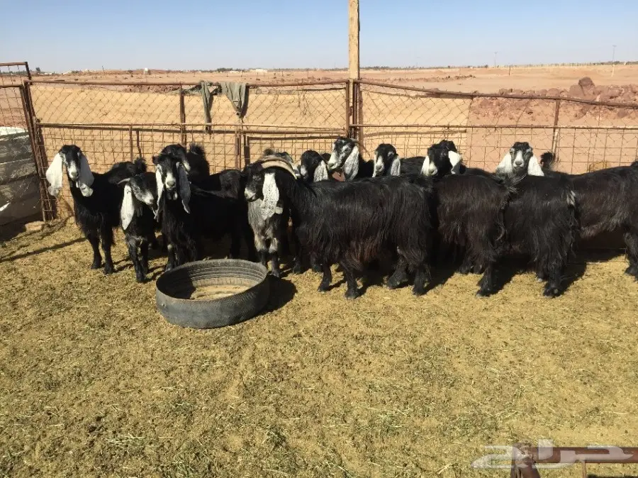 18 عنز مواليد ودفيع للبيع  (image 4)