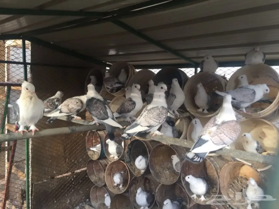 حب رمان (image 1)