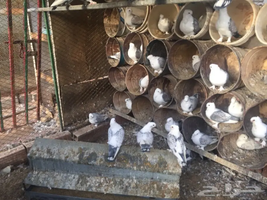 حب رمان (image 2)