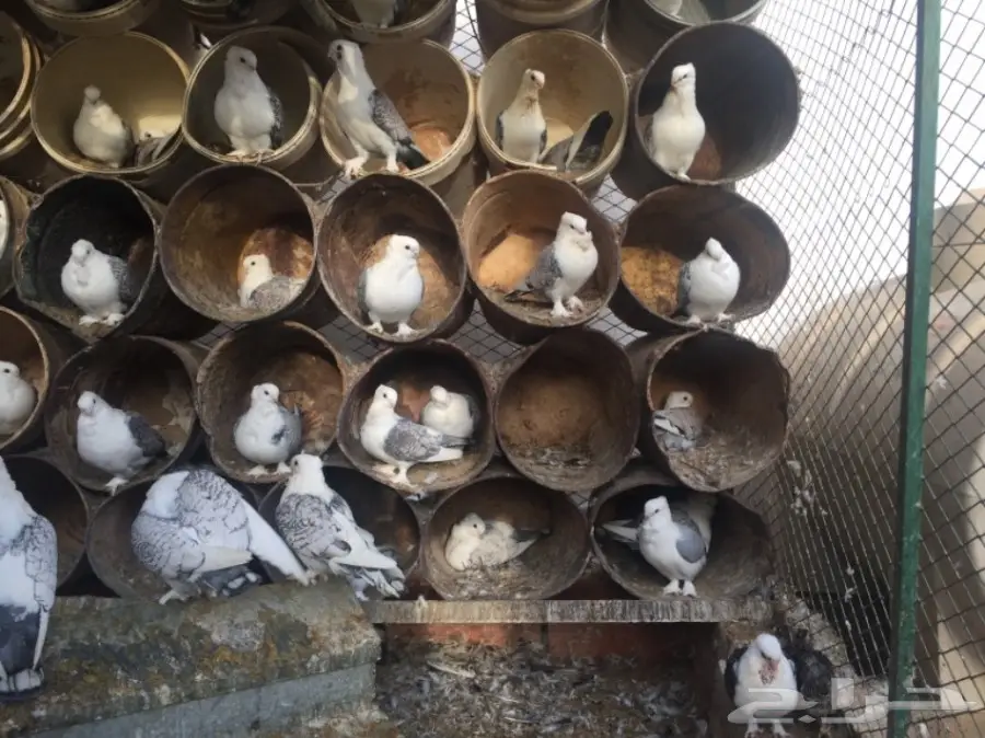 حب رمان (image 3)