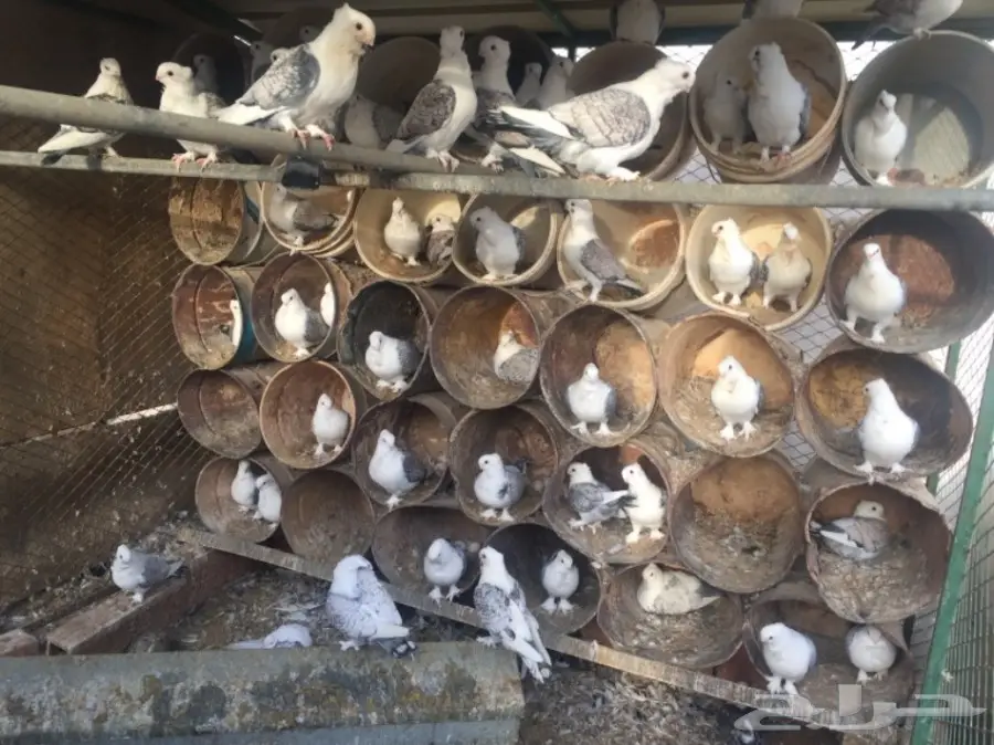 حب رمان (image 4)