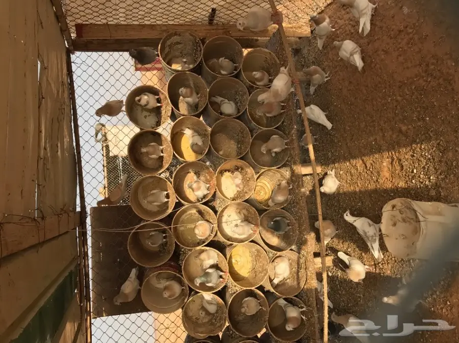 حمام زاجل  (image 4)