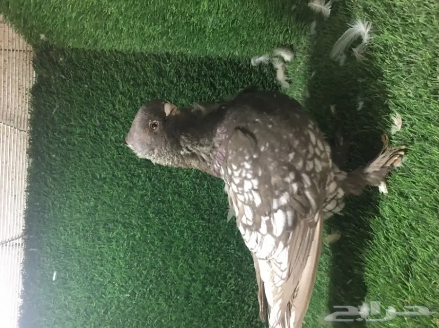 للبيع ذكر فراشه 