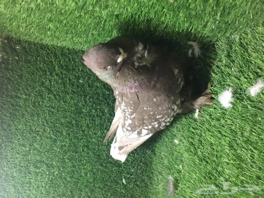 للبيع ذكر فراشه  (image 1)