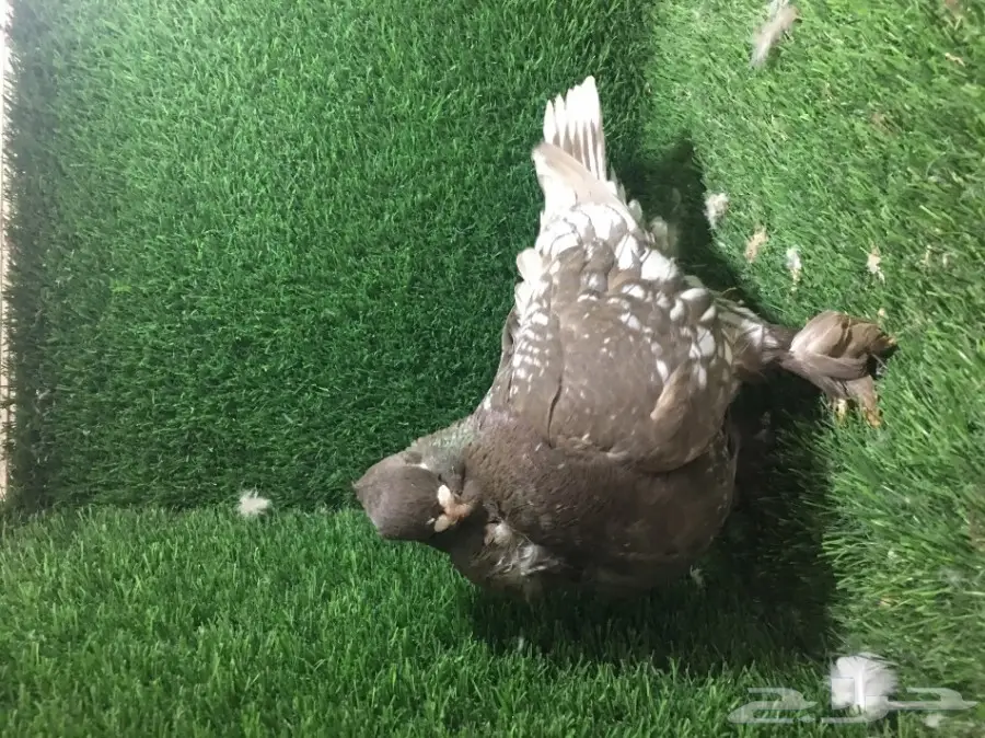 للبيع ذكر فراشه  (image 2)