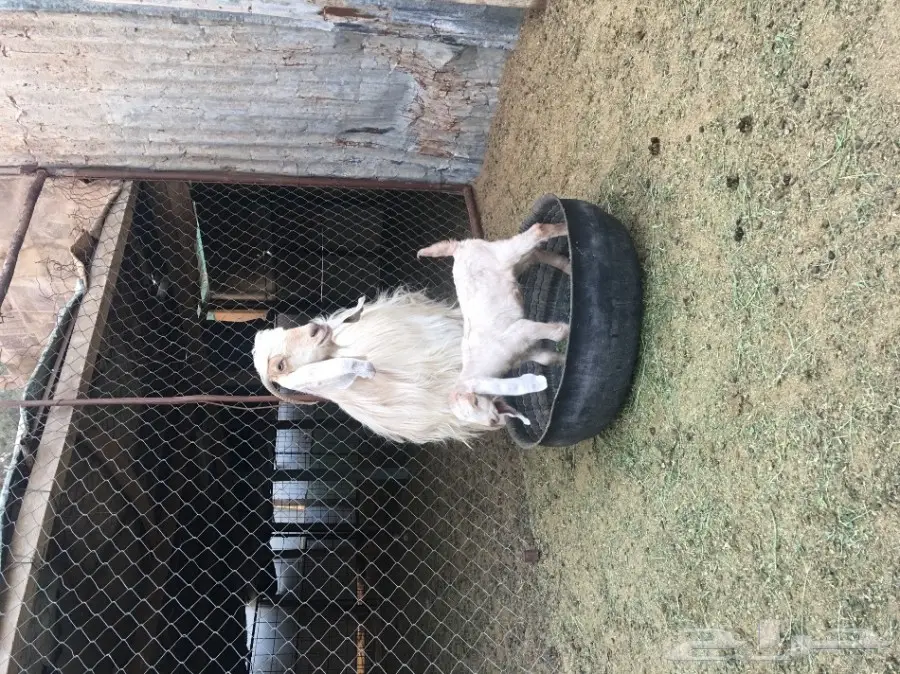 ثلاث معزا بيض