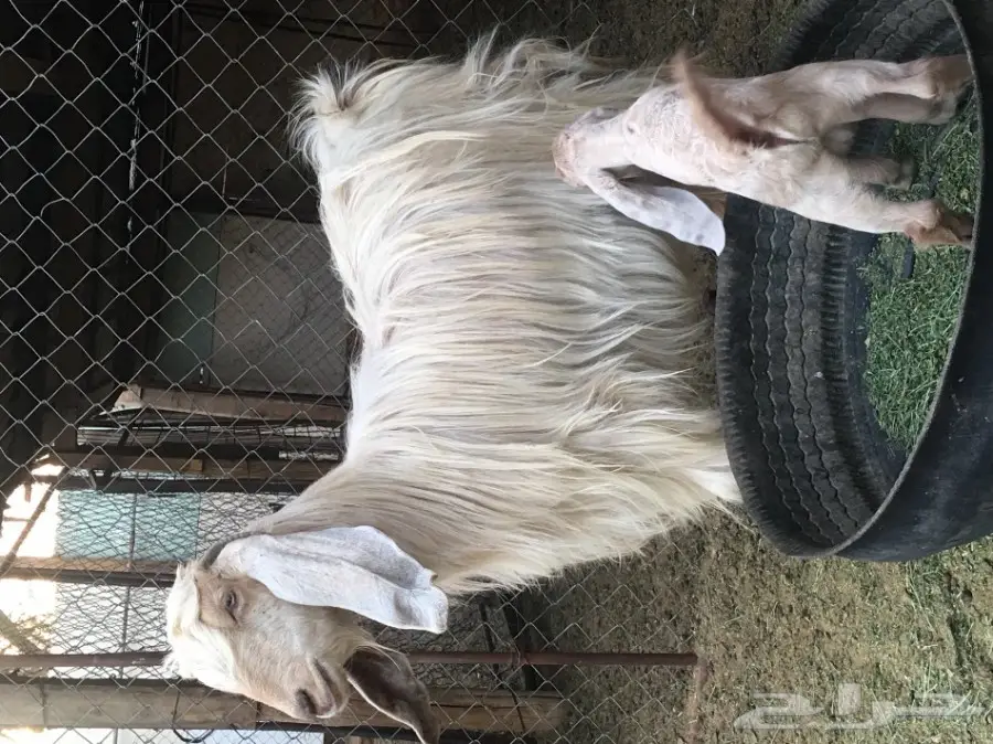 ثلاث معزا بيض (image 1)