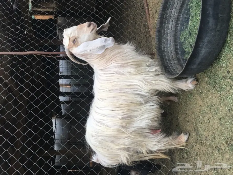 ثلاث معزا بيض (image 2)