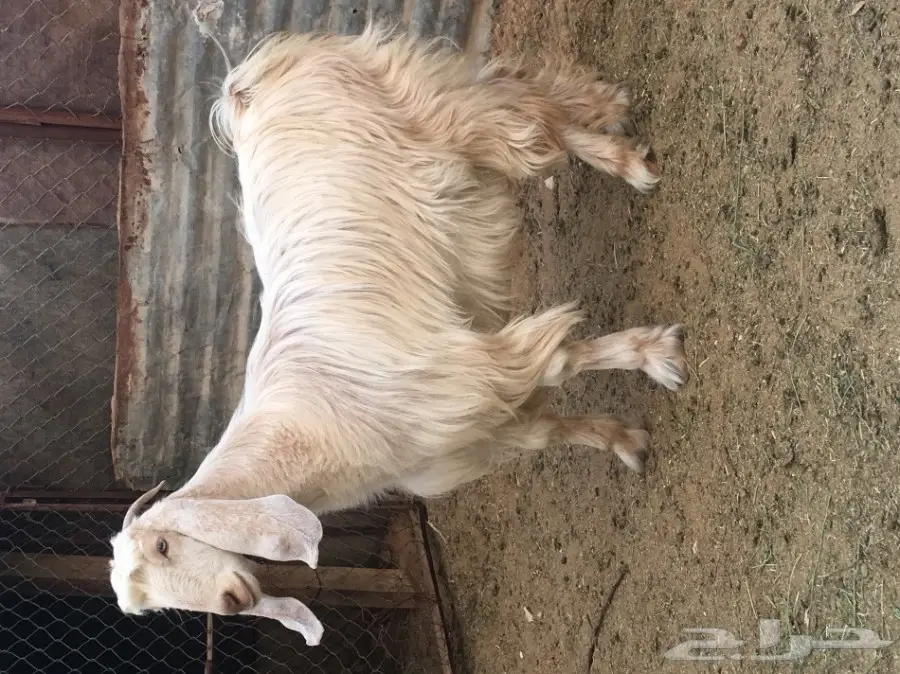 ثلاث معزا بيض (image 3)