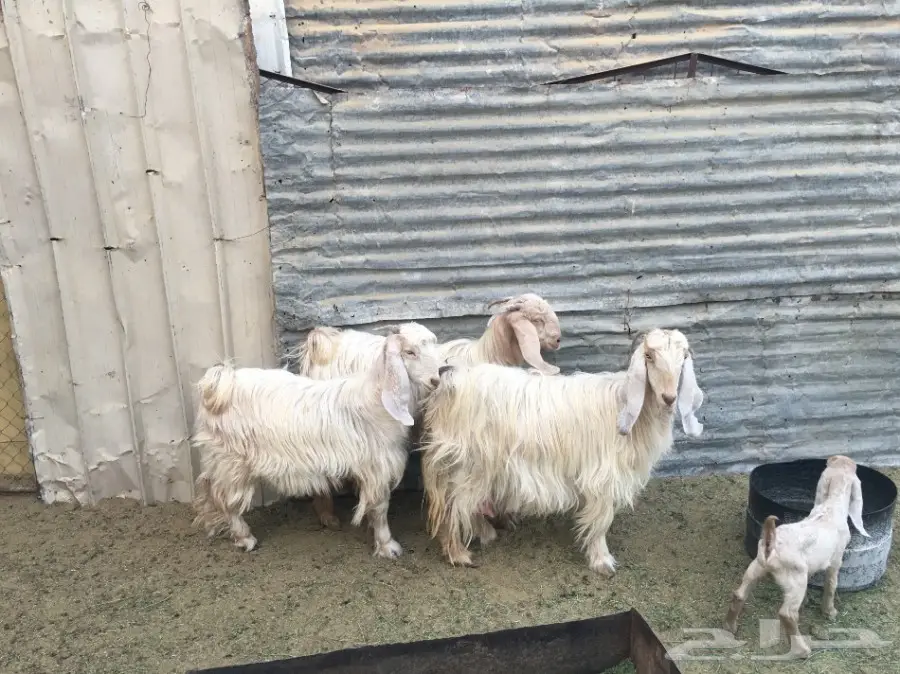 ثلاث معزا بيض (image 4)