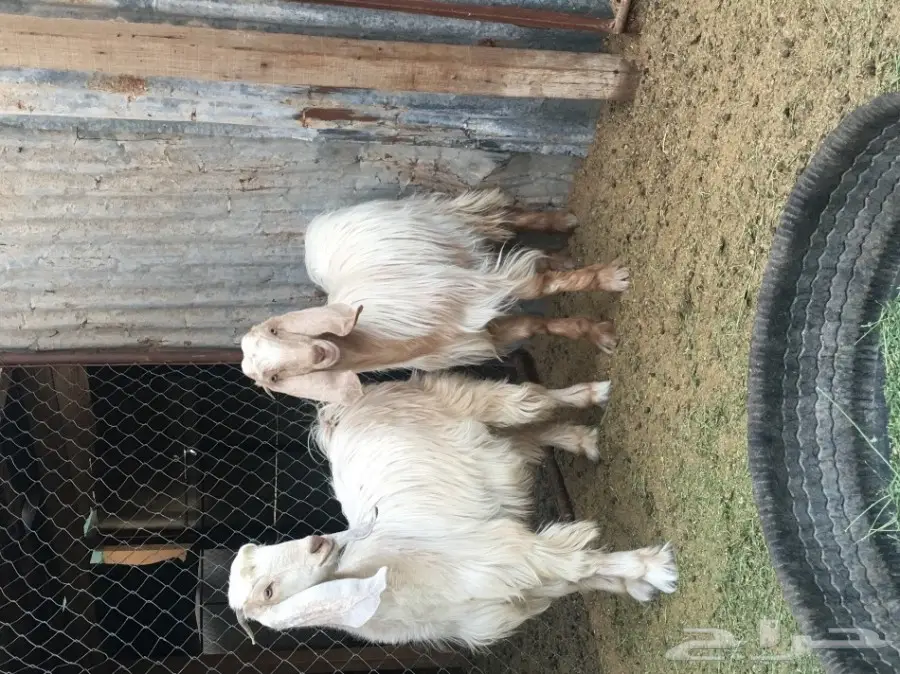 ثلاث معزا بيض (image 5)