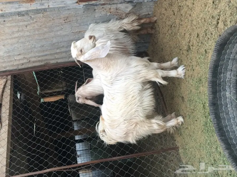 ثلاث معزا بيض (image 6)