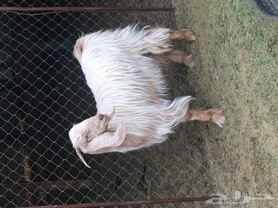 ثلاث معزا بيض (image 7)